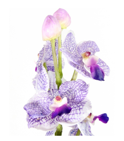 Vanda artificielle parme