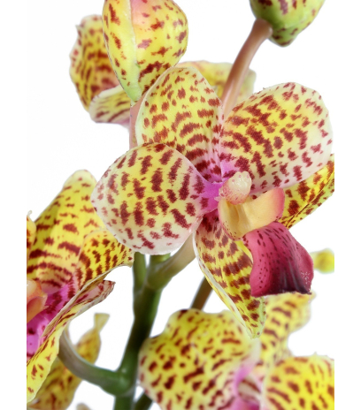 Tige artificielle de vanda orange