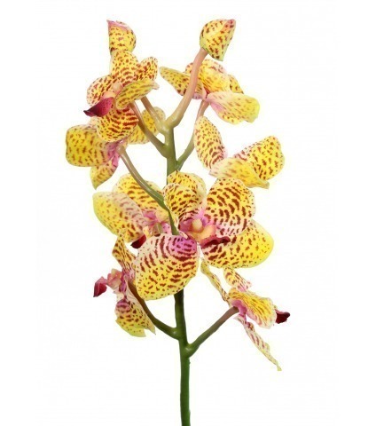Tige artificielle de vanda orange