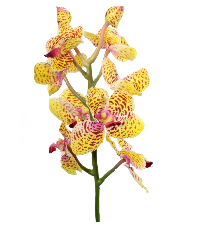 Tige artificielle de vanda orange