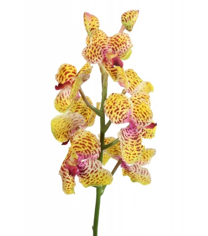 Tige artificielle de vanda orange