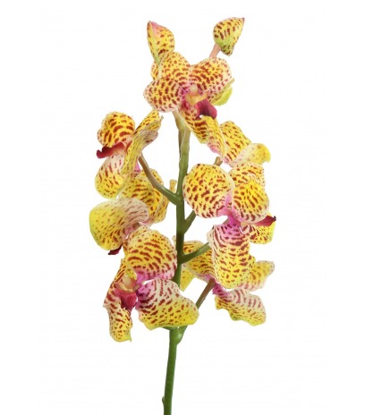Tige artificielle de vanda orange