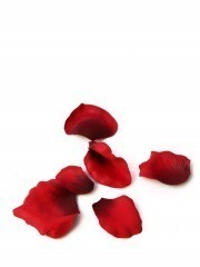 Pétales de roses rouges