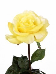 Rose artificielle jaune clair