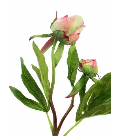 Pivoine herbacée en bouton