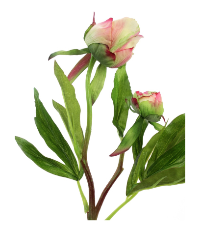 Pivoine herbacée en bouton