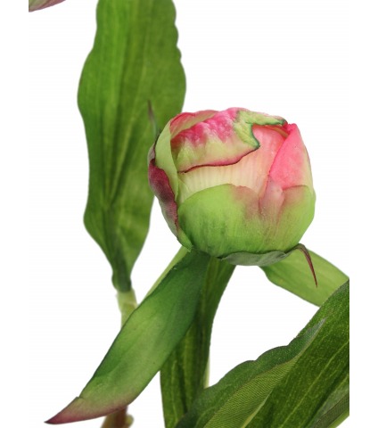 Pivoine herbacée en bouton