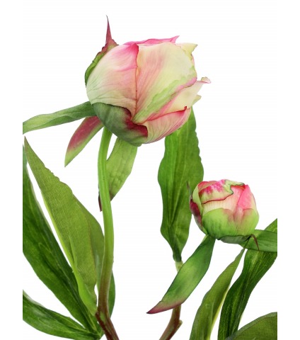 Pivoine herbacée en bouton