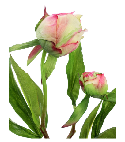 Pivoine herbacée en bouton