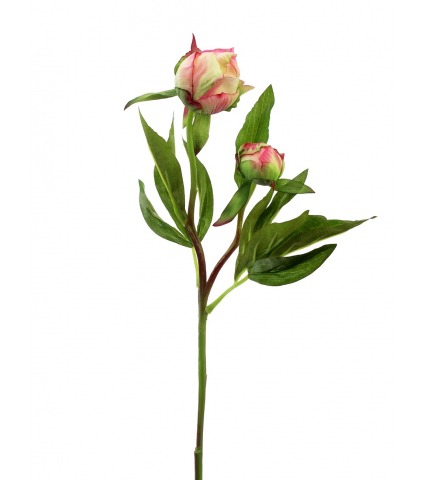 Pivoine herbacée en bouton