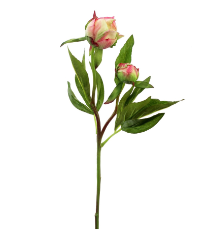 Pivoine herbacée en bouton