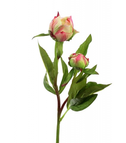 Pivoine herbacée en bouton