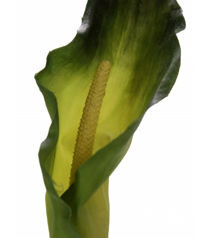 Arum artificiel