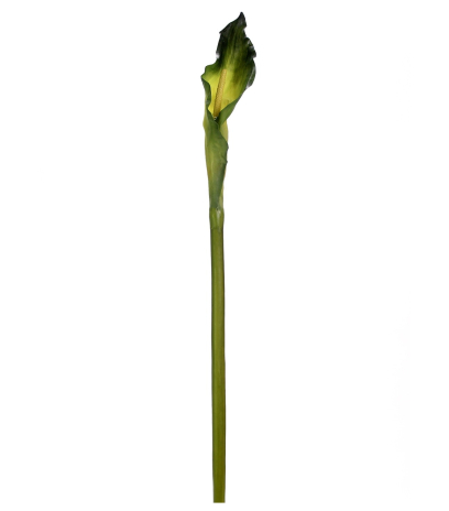 Arum artificiel