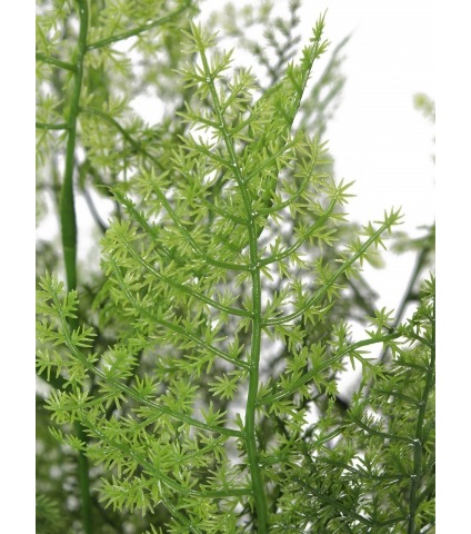 Asparagus artificiel