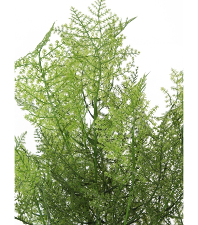 Asparagus artificiel
