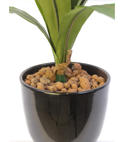 Asplenium artificiel sur piquet