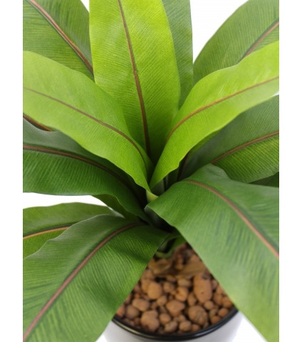 Asplenium artificiel sur piquet