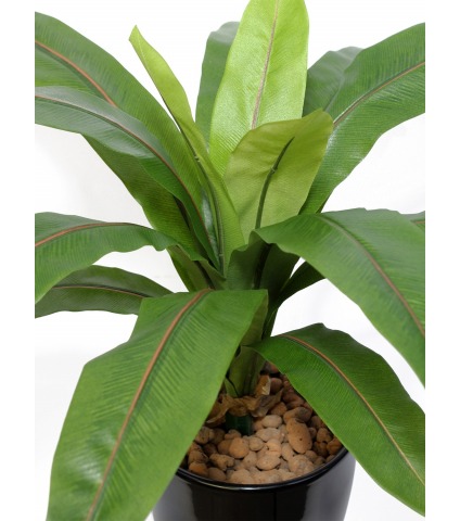 Asplenium artificiel sur piquet