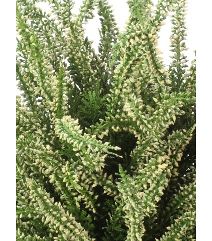 Bruyère blanche artificielle