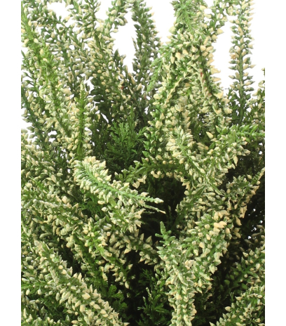 Bruyère blanche artificielle