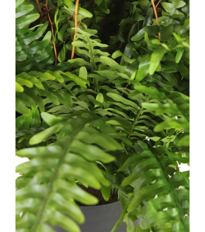 Fougère artificielle géante boston