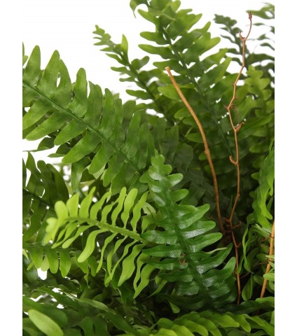 Fougère artificielle géante boston