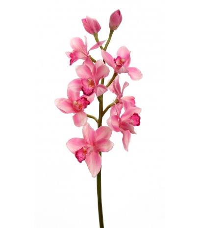 Cymbidium artificiel rose
