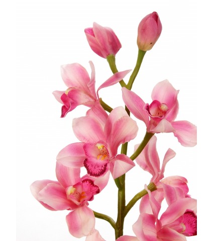 Cymbidium artificiel rose