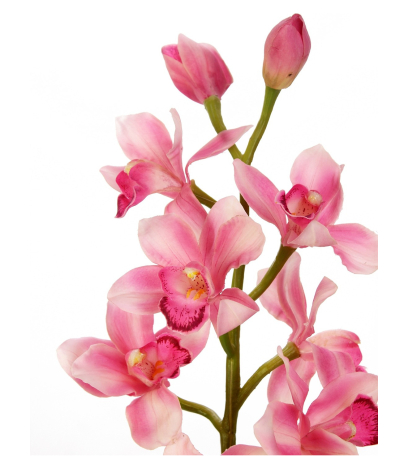 Cymbidium artificiel rose