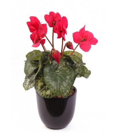 Cyclamen artificiel de perse