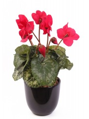 Cyclamen artificiel de perse