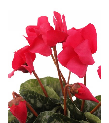 Cyclamen artificiel de perse