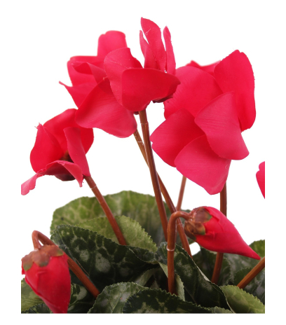 Cyclamen artificiel de perse