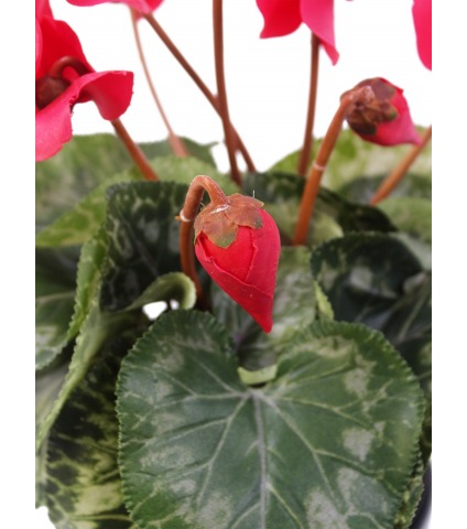 Cyclamen artificiel de perse