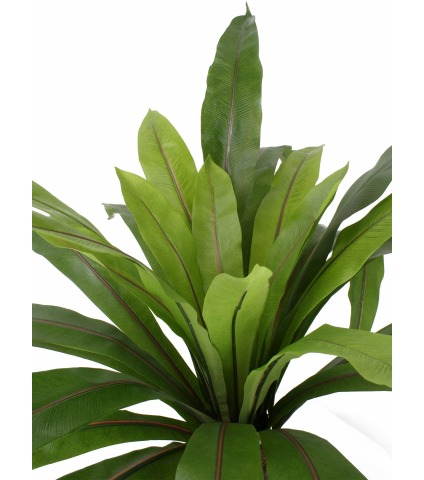 Grande fougère asplenium