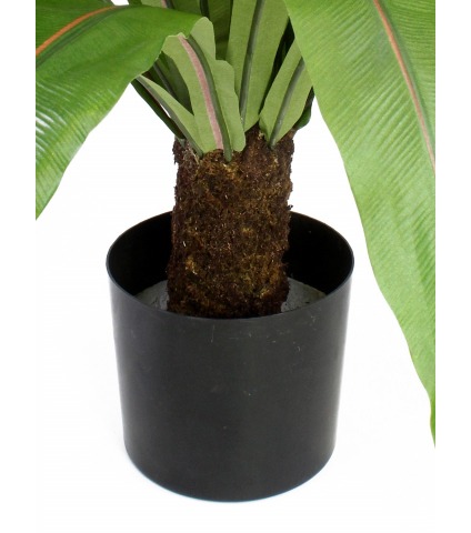 Grande fougère asplenium