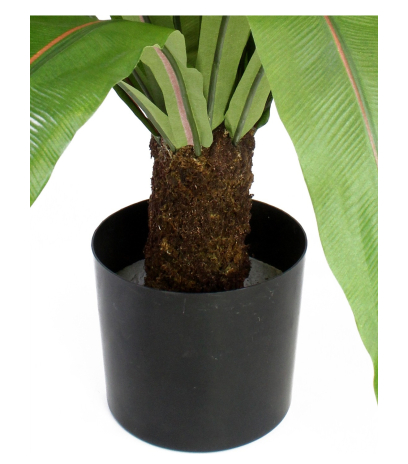 Grande fougère asplenium