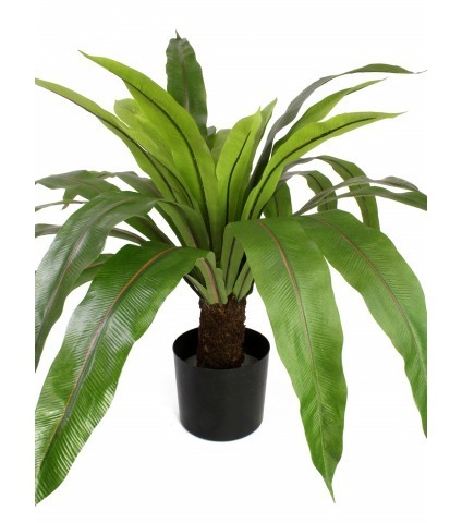 Grande fougère asplenium