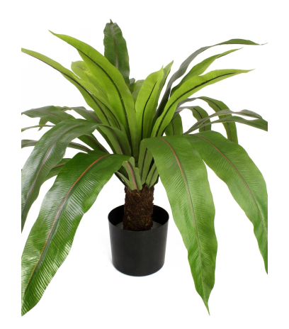 Grande fougère asplenium