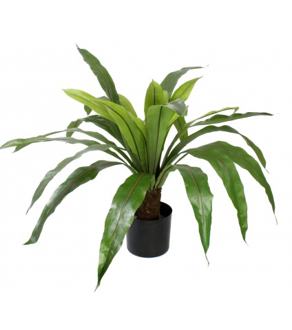 Grande fougère asplenium