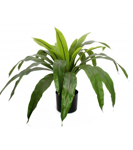 Grande fougère asplenium