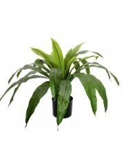 Grande fougère asplenium