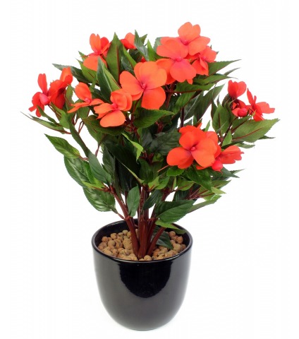 Impatiens artificielle walleriana