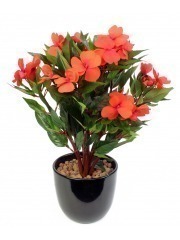 Impatiens artificielle walleriana
