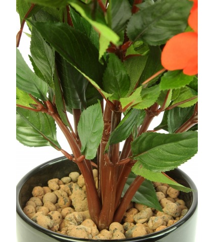 Impatiens artificielle walleriana