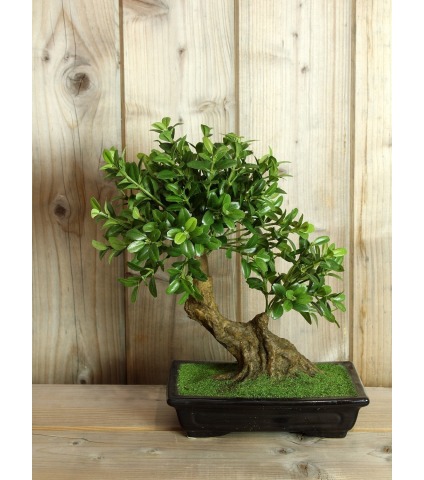 Bonsaï artificiel théier