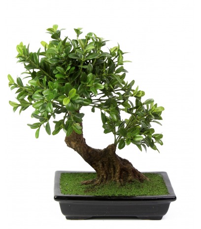 Bonsaï artificiel théier