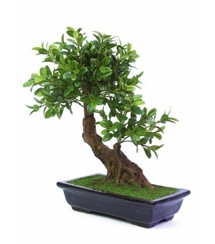 Bonsaï artificiel théier