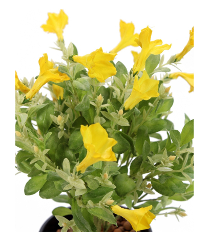 Pétunia artificiel jaune